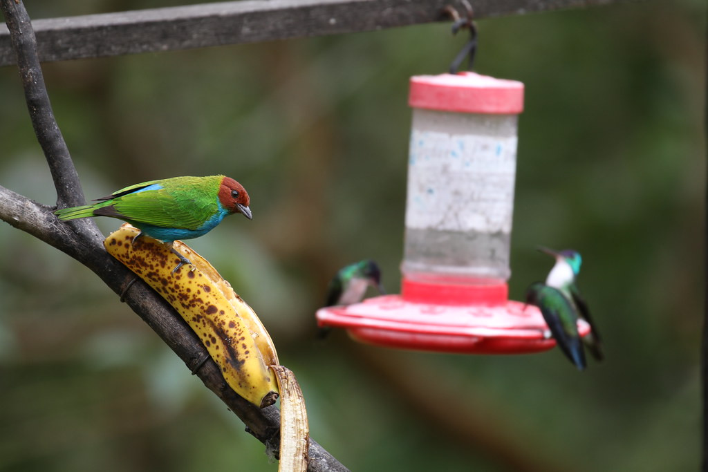 … attracting colorful tanagers…