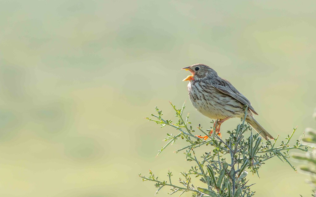 The fields of Andalusia will echo with the "jangling keys" song of Corn Bunting.