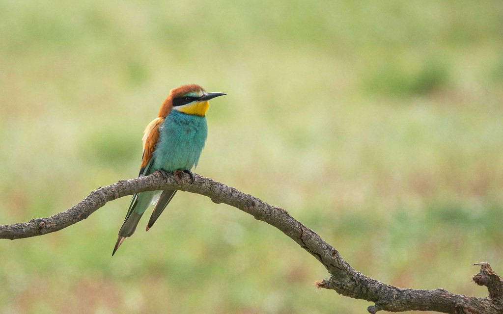 One of Europe’s most dazzling species. Our tour is timed to witness the southerly migration to Africa of European Bee-eater
