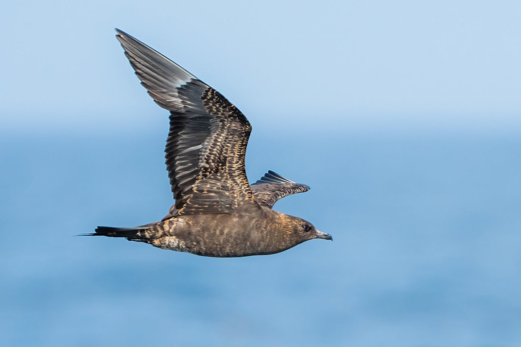 Parasitic Jaeger (Arctic Skua) is a powerful seabird which we should come across on our pelagic trip in the Bay of Cadiz.
© Yeray Seminario
