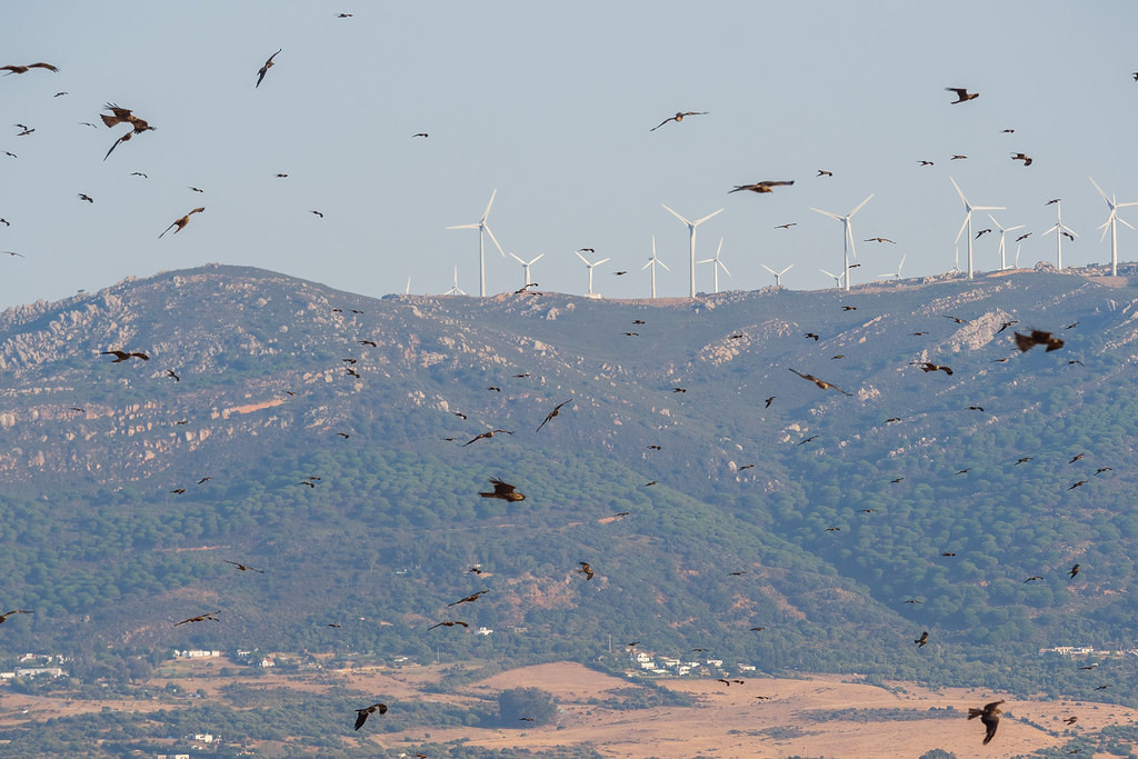 Migrating Black Kites can often fill the skies above the coastal lands around the Strait of Gibraltar.
© Yeray Seminario