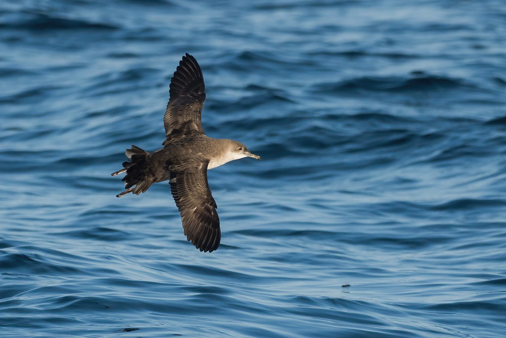 The critically endangered Balearic Shearwater is a prize target of our two pelagic trips.
© Yeray Seminario