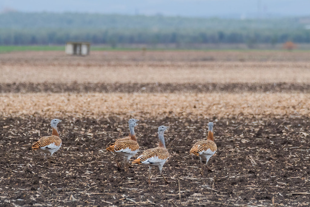 Great Bustard is an endangered species found in the plains of Spain. Towards the end of our tour we will search for this iconic bird. 
© Yeray Seminario
