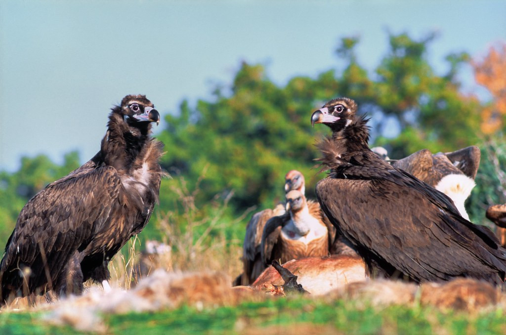 Cinereous Vulture is now one of Greece’s rarest birds of prey with just a few pairs left. (Photo: PD)