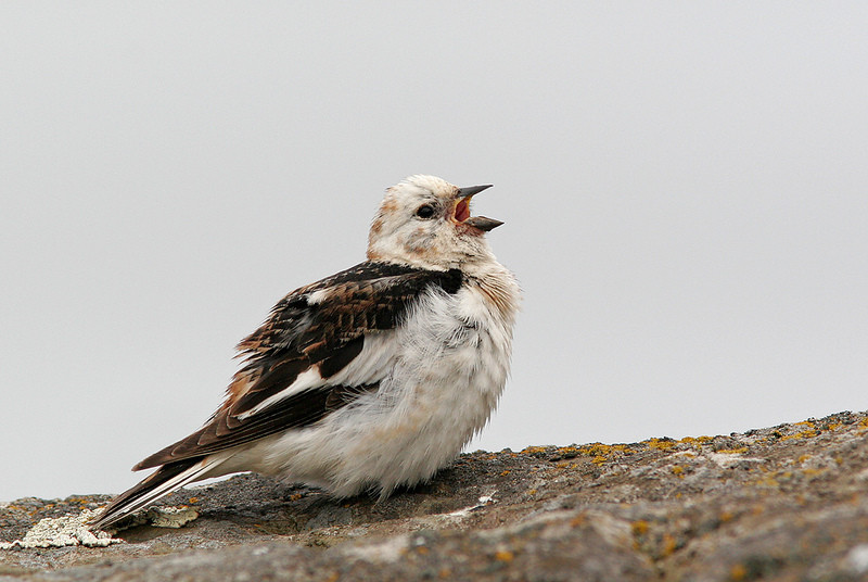 Other incredible tame birds of Flatey include Snow Buntings of the Icelandic race <em>insulae</em>…
