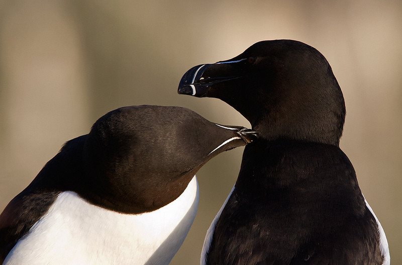 …as well as Razorbills spending quality time.