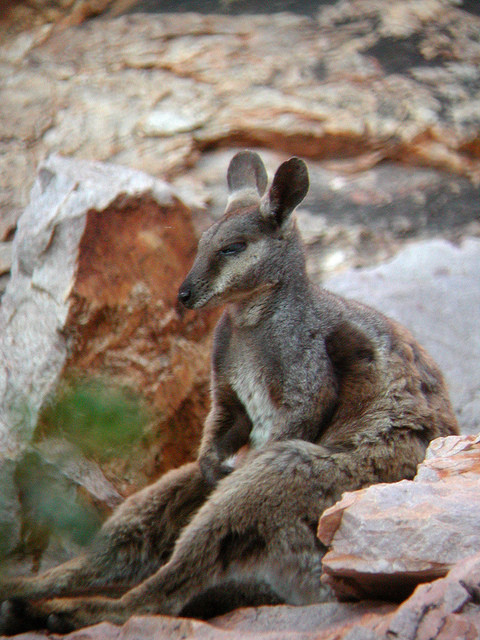 …and at Simpson’s Gap we might spot a Black-footed Rock-Wallabies on the slopes…