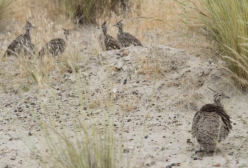 Elegant Crested Tinamou families are easily seen along the roadsides in this region…