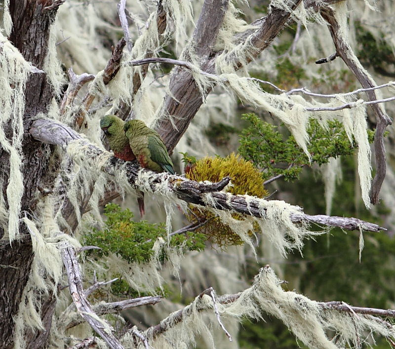 …and the Nathofagus forests of southern Patagonia are laden with moss that often hide Austral Parakeets.