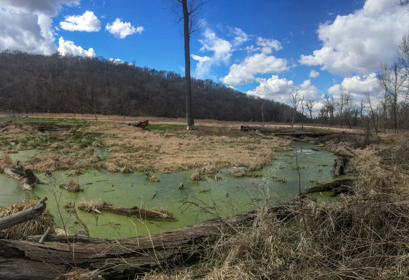 The bottomland forest here is saturated, and the perfect habitat …
