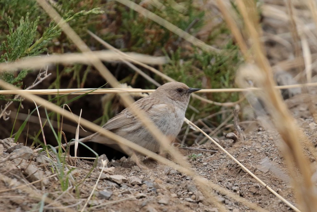 And where we see the rare Koslov’s Accentor, a bird restricted to western and southern Mongolia