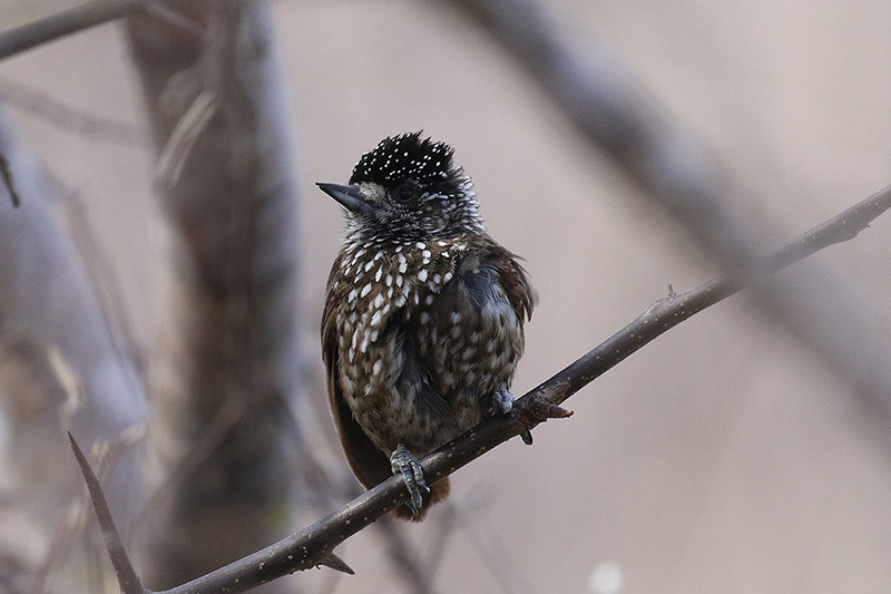 …or the lovely Spotted Piculet.