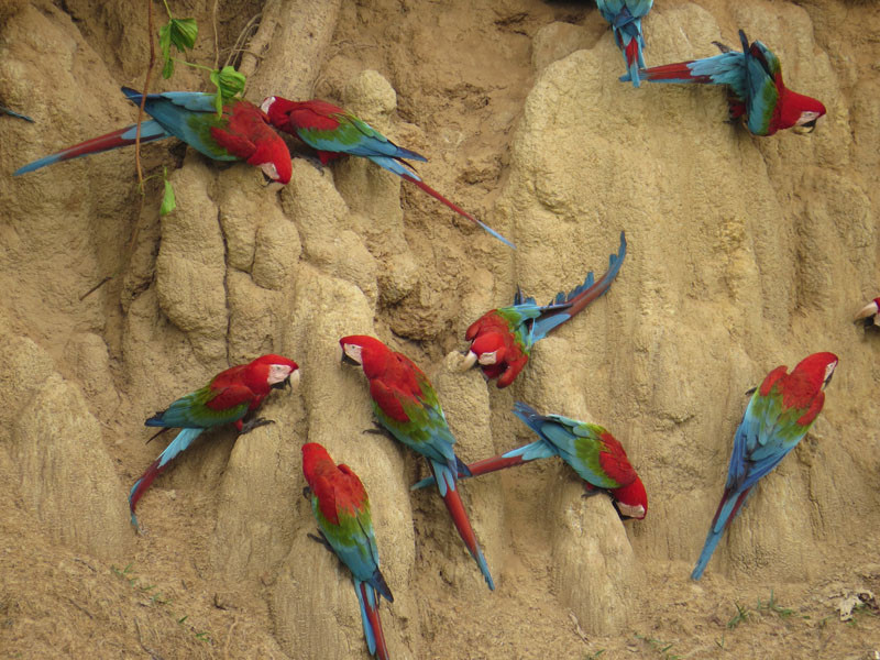 We’ll have a chance to visit a collpa or clay lick to get close views of Red-and-green Macaws, among other parrots.
