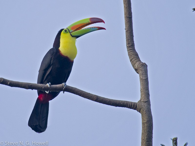 …and be based at comfortable lodges where birds on the grounds outside our rooms can include the rainbow-colored Keel-billed Toucan, national bird of Honduras.