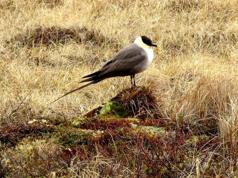 …and Long-tailed Jaeger…