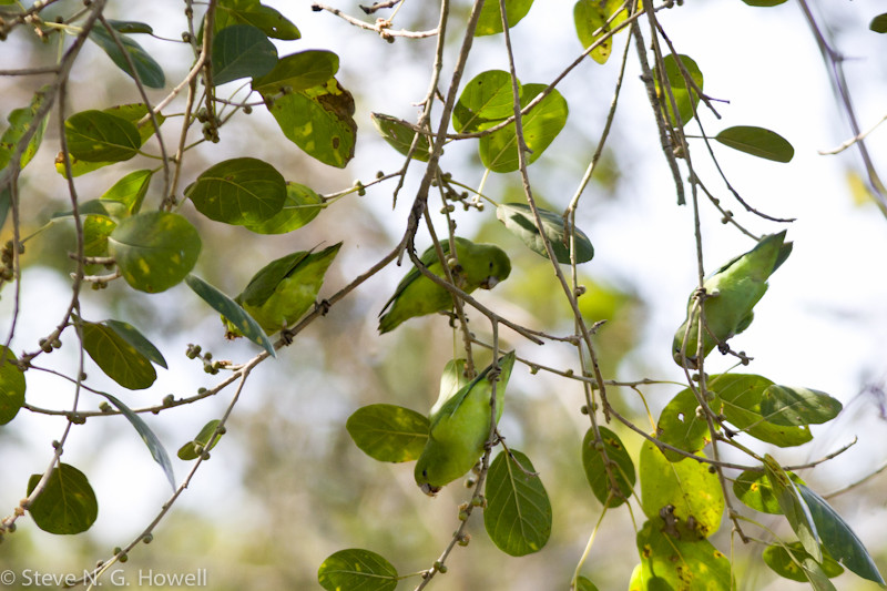 …fig-loving Mexican Parrotlets, which look like animated leaves…