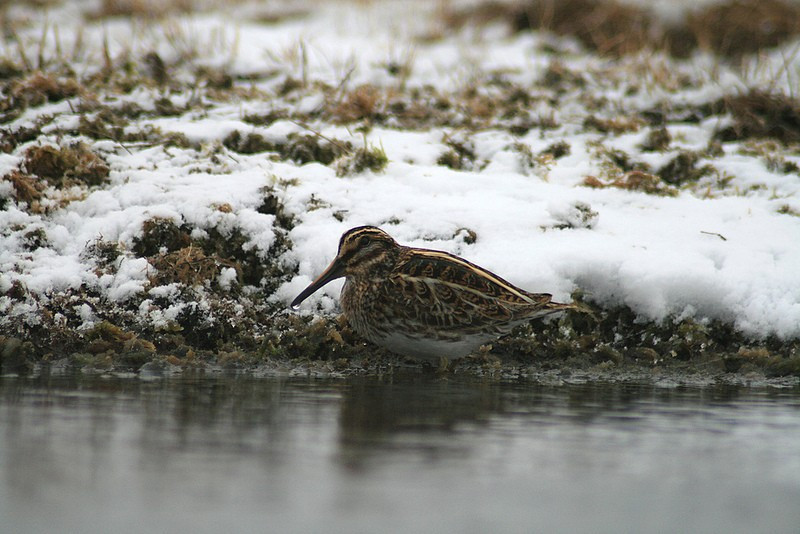 …or an ‘in our dreams’ bird not often recorded in North America like this Jack Snipe.