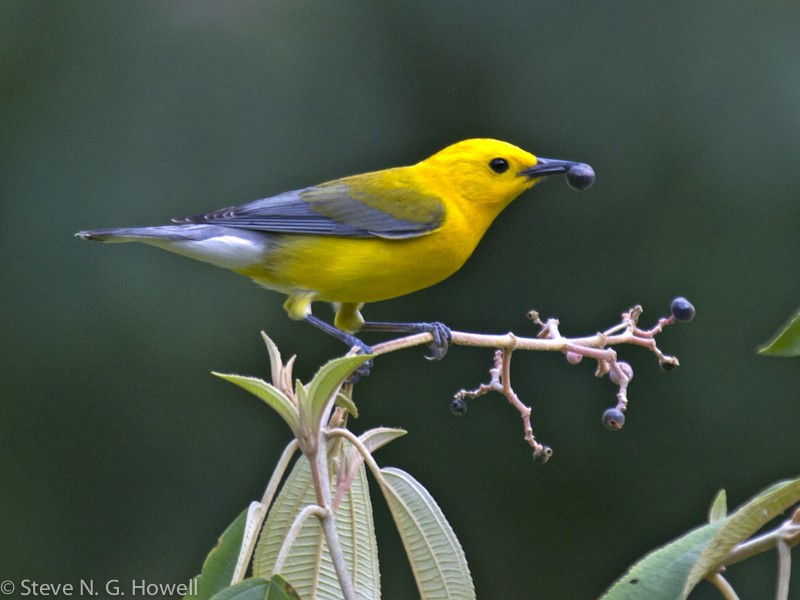 …and the stunning Prothonotary Warbler, which holds its own amid many tropical competitors.