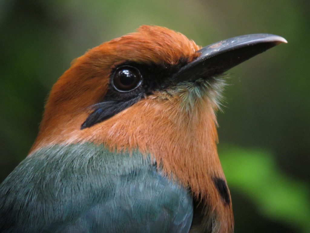 Over 400 bird species have been seen within 20 miles of the Canopy Tower ranging from Broad-billed Motmot…