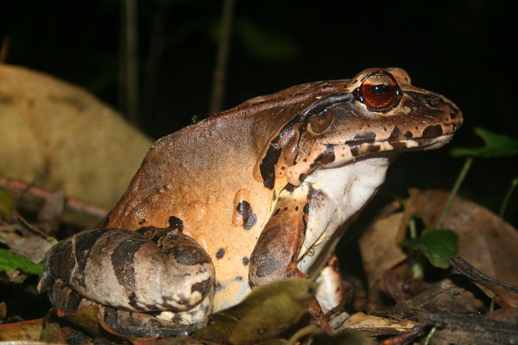 …and maybe even a huge amphibian, like this one pound behemoth, the Smoky Jungle-Frog. (gb)