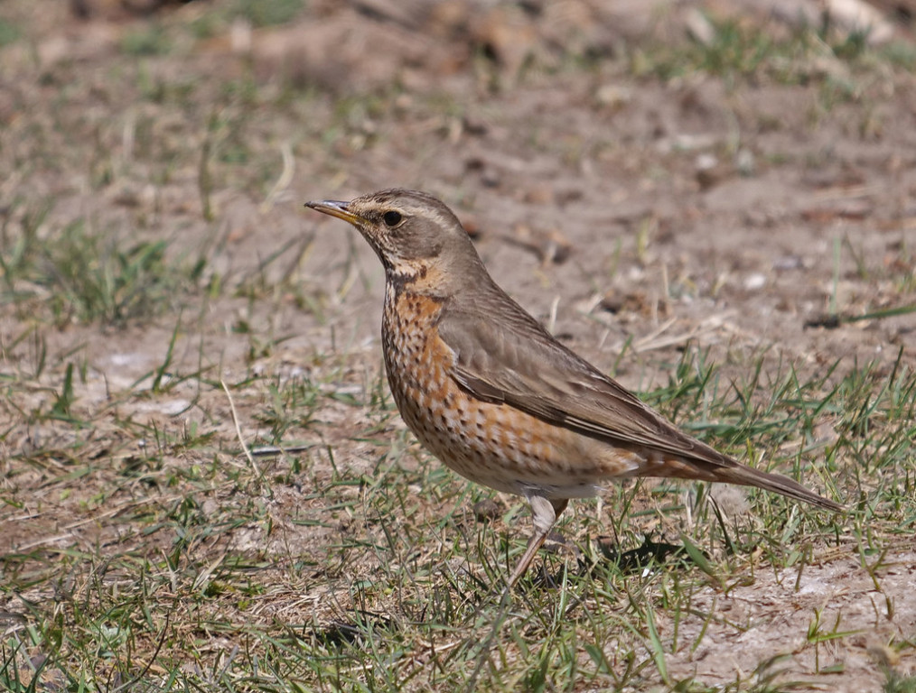 …and there are also tricky hybrid thrushes - this is a Dusky x Naumann’s, Thrush hybrid.