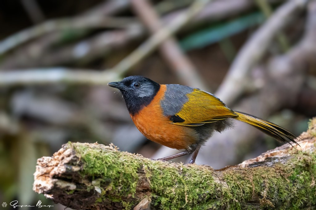 …and many of them are endemic to Vietnam, including this wonderful Collared Laughingthrush.