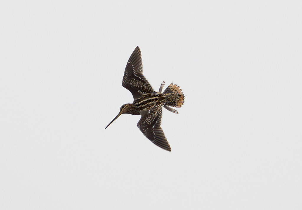 Common Snipe are a constant sight (and sound) overhead…