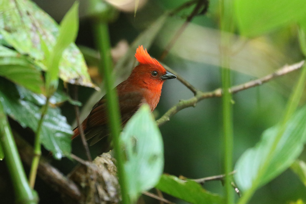 The number of fantastic birds is endless on this tour, like the Crested Ant-Tanager often seen near Jardin…