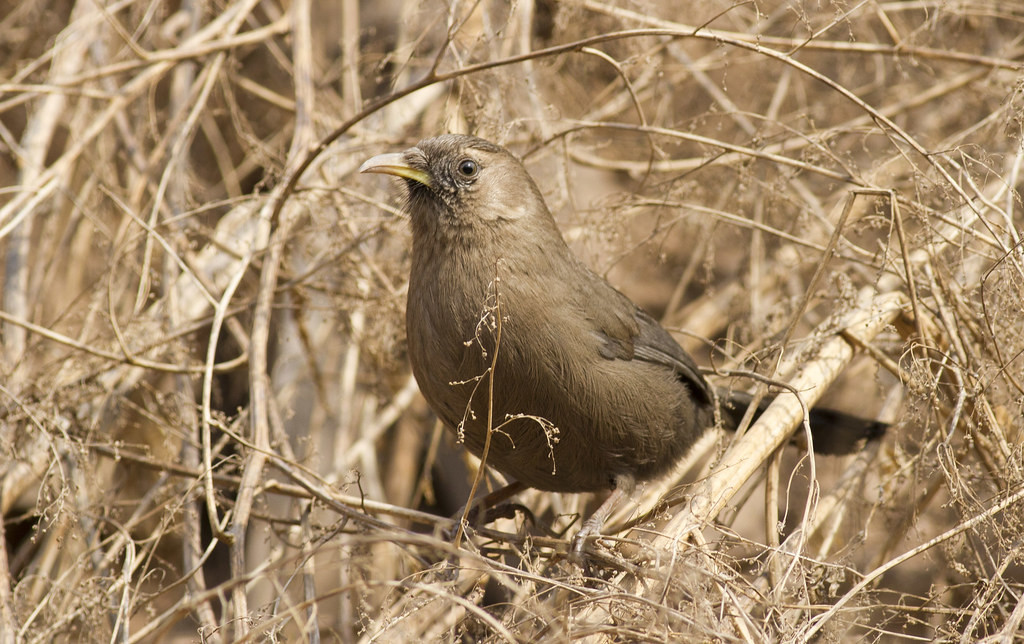 The unfortunately named Plain Laughingthrush is a Chinese endemic we’d hope to see near Beijing…(PH)