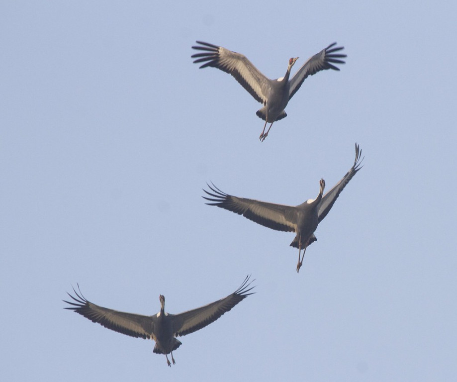 White-naped is one of five species of crane we could see at Poyang…(PH)