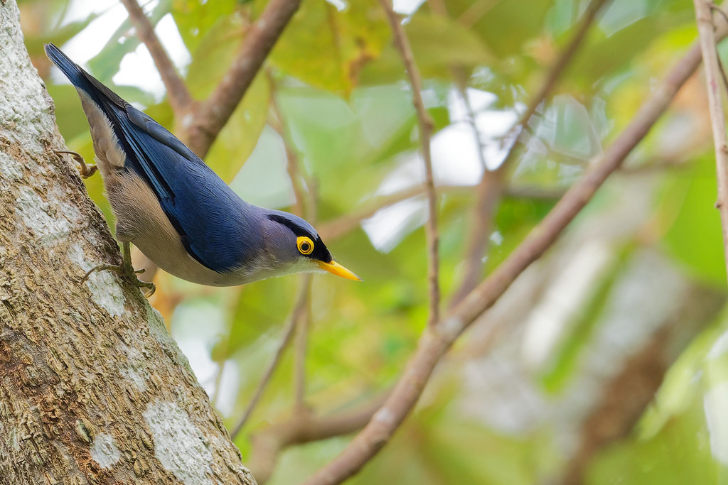 Also found in Vietnam and Laos, Yellow-billed Nuthatch is one of Hainan’s most attractive songbirds. (VW)