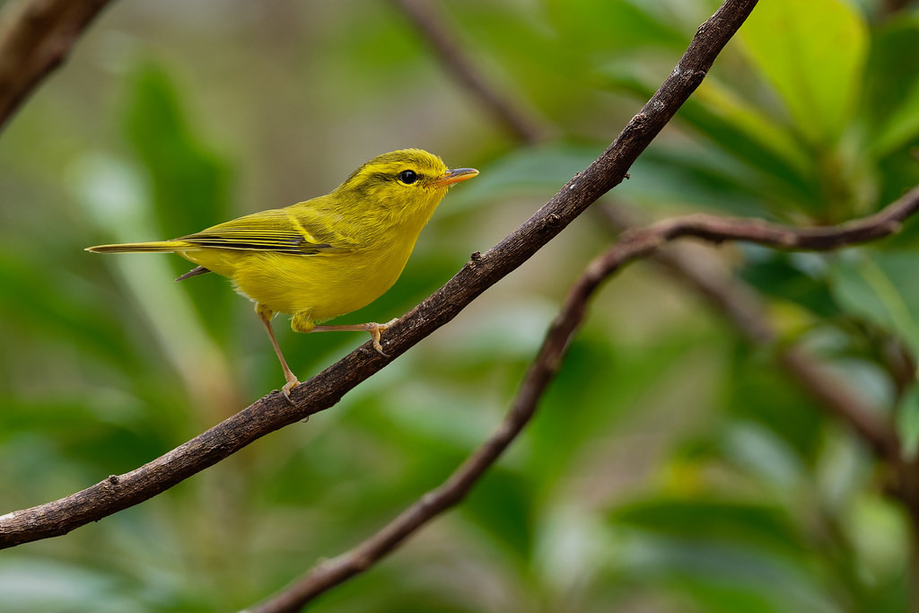 …while Hainan Leaf Warbler’s considerably easier. (VW) 