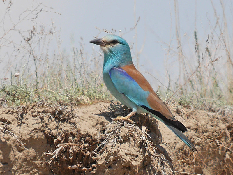 And the stunning European Roller