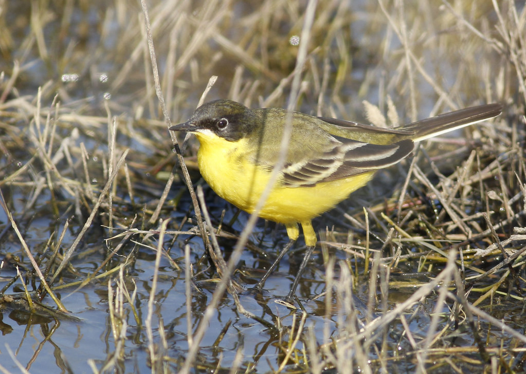 There will also be several races of Yellow Wagtail, such as the distinctive ‘Black-headed’ Wagtail
