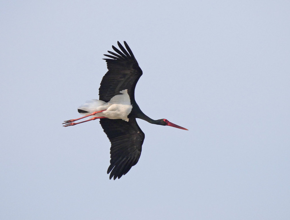 It’s important to keep an eye to the skies as birds drifting overhead could include Black Stork,…