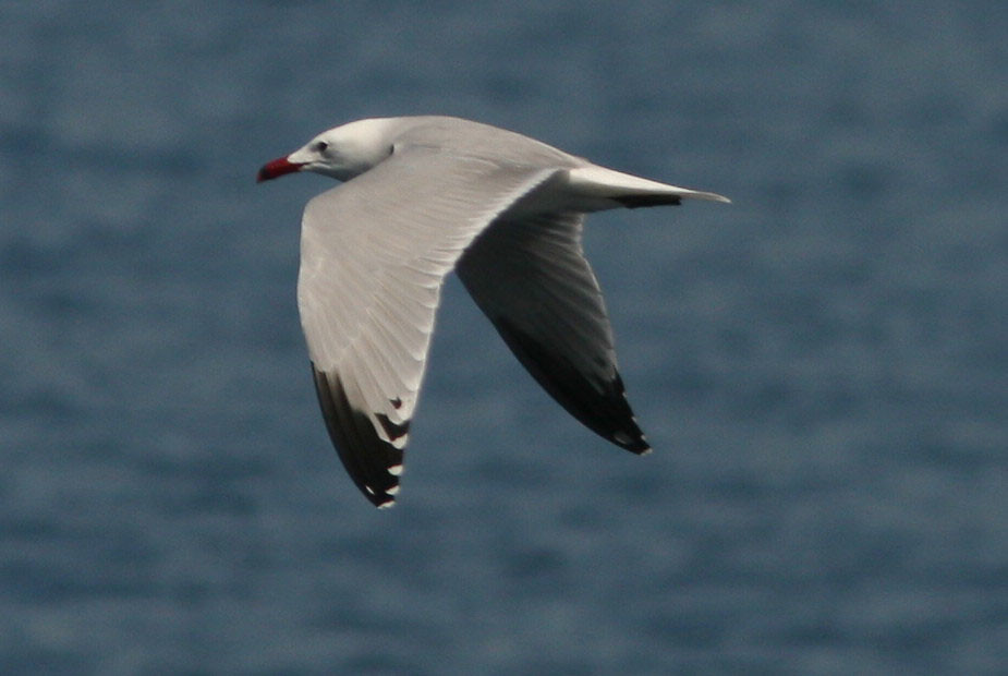 While along the coast we may catch sight of an Audouin’s Gull
