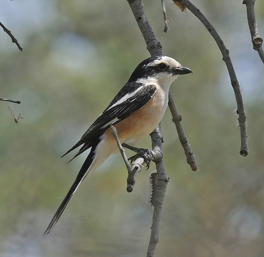 And also for shrikes such as this Masked Shrike freshly arrived from it’s wintering grounds in East Africa