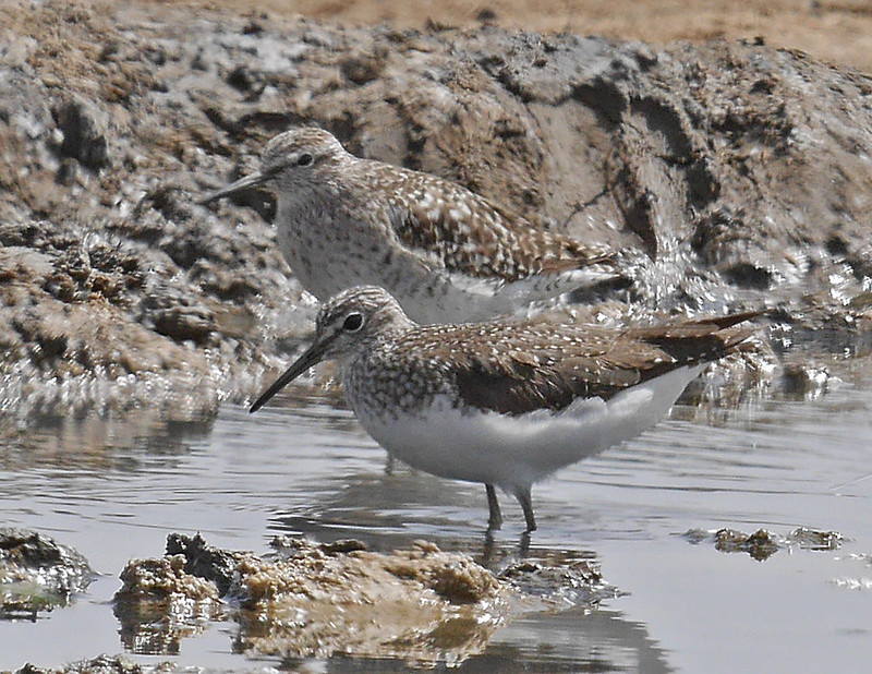 Various shorebirds take advantage of the wetlands as well – here a Wood Sandpiper (back) and Green Sandpiper (foreground)