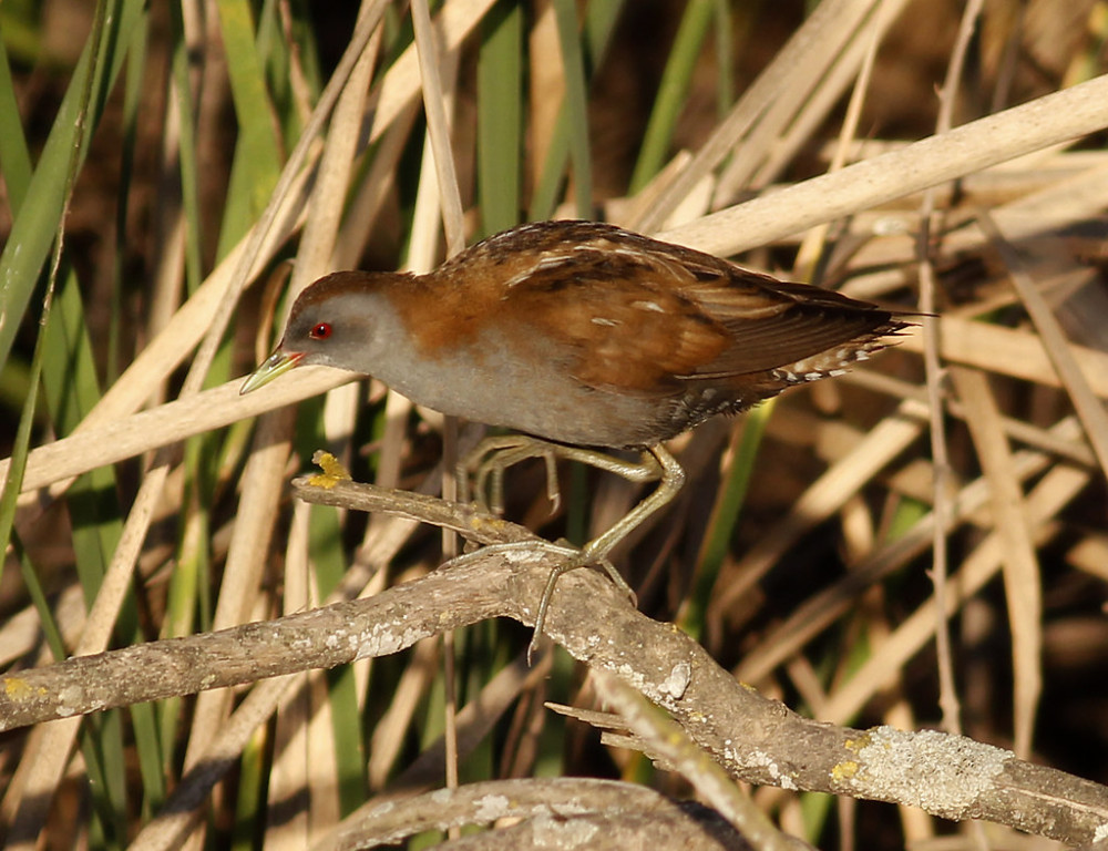 We may find Little Crake creeping around the edge of reed-fringed pools
