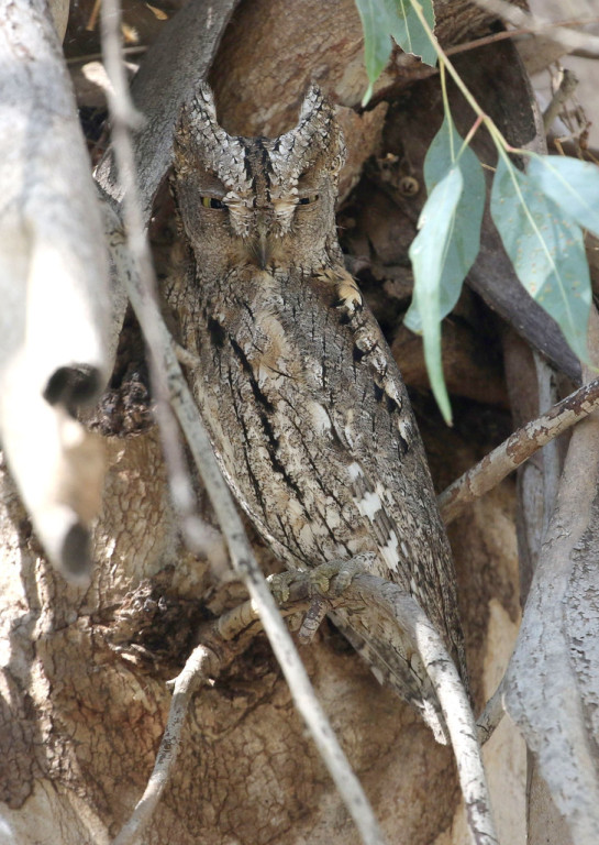 It can take some work to find the wonderfully camouflaged roosting Scops Owl 