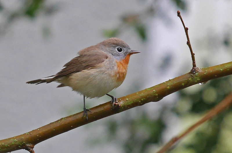 There’s a good chance of bumping into a dainty Red-breasted Flycatcher