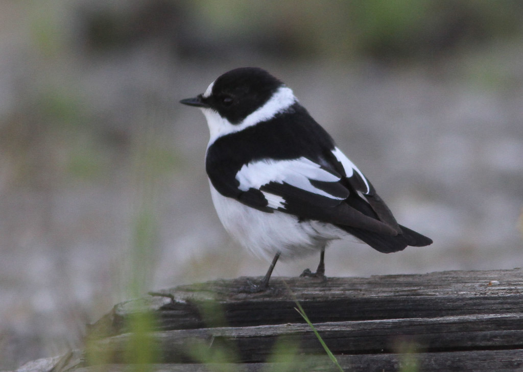 One of the real pleasures of birding during Spring migration is not knowing what is going to pop up next. It could be a dapper Collared Flycatcher 