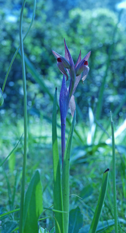 Including some rare species such as this Serapias orchid