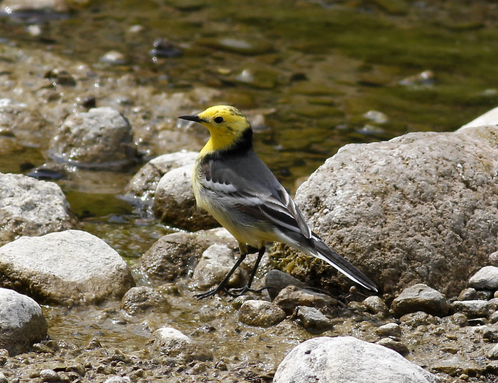 Or a smart Citrine Wagtail picking its way along a small stream