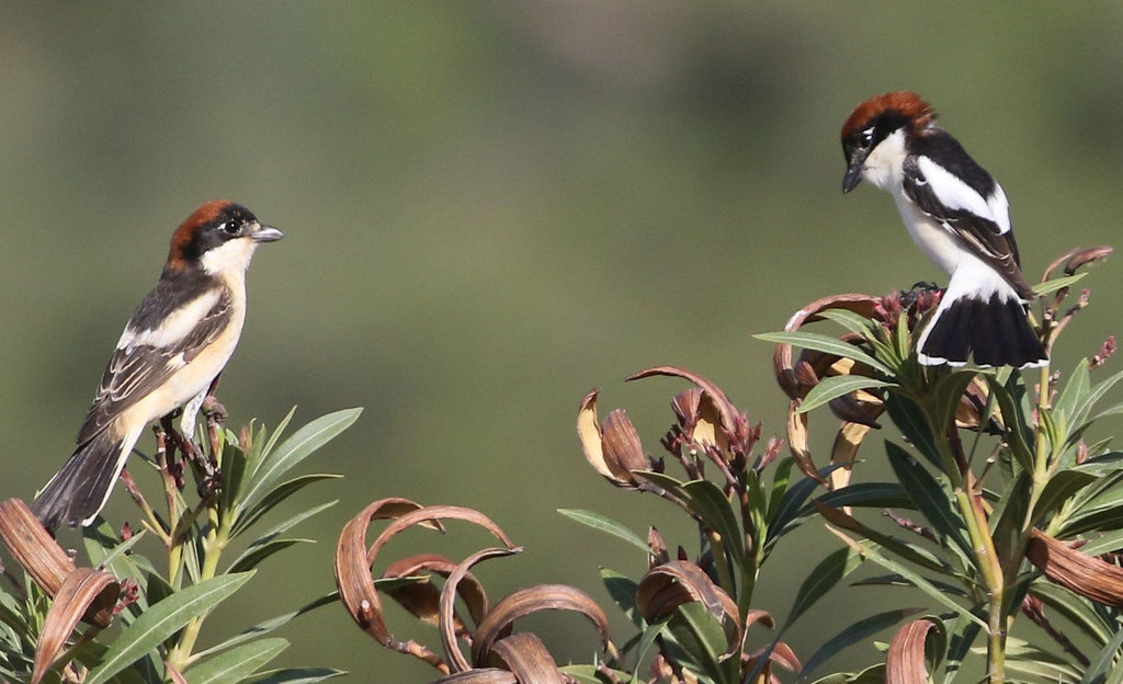 Or these Woodchat Shrikes which scan for prey from the bush tops