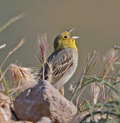  Lying in the sparkling Aegean Sea, the unspoilt island of Lesvos is home to some special birds that can be hard to see elsewhere, such as this beautiful Cinereous Bunting,…