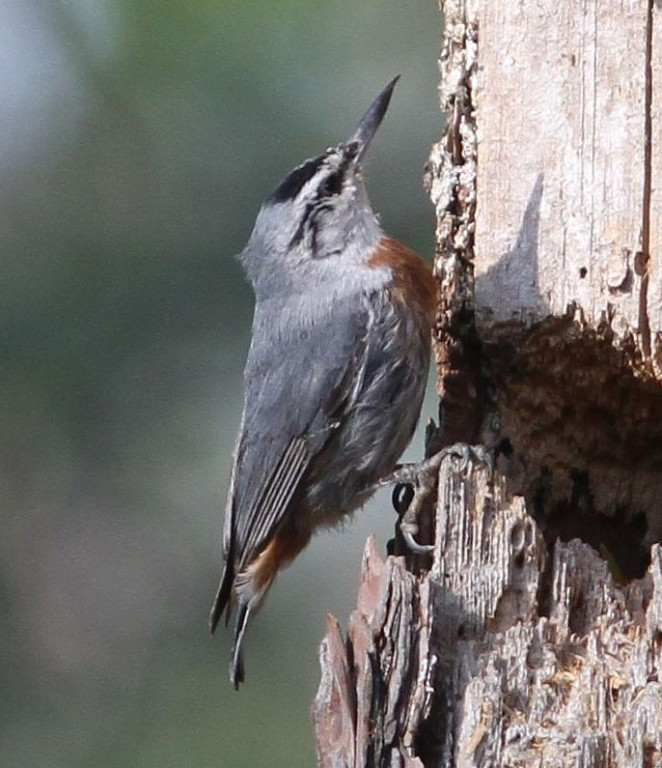 …and the range-restricted Kruper’s Nuthatch