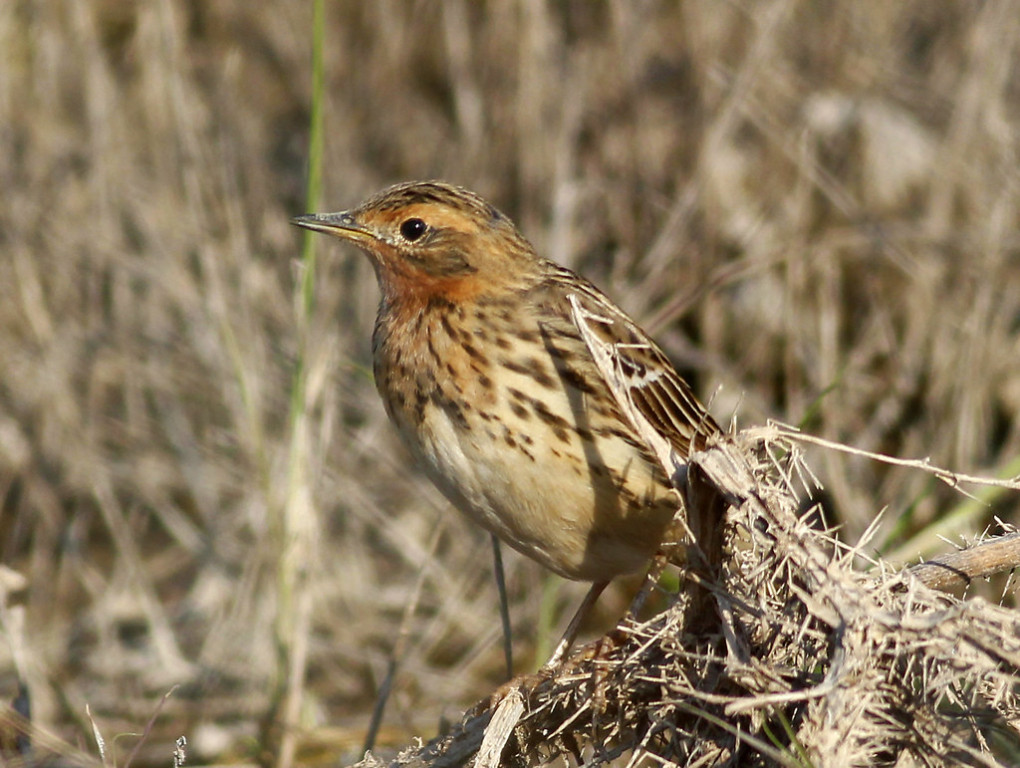 Or finding a Red-throated Pipit heading for its Arctic breeding grounds