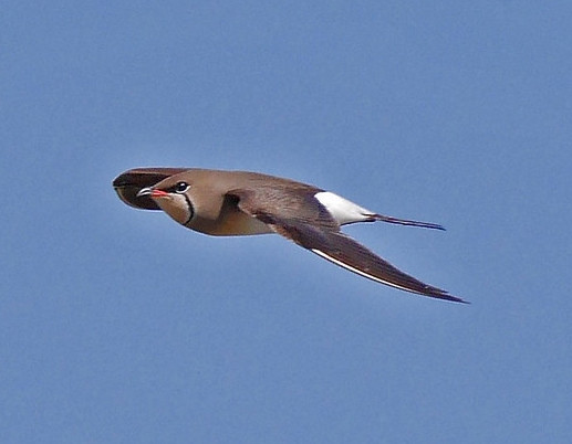 There could be elegant Collared Pratincoles hawking insects over the marshes