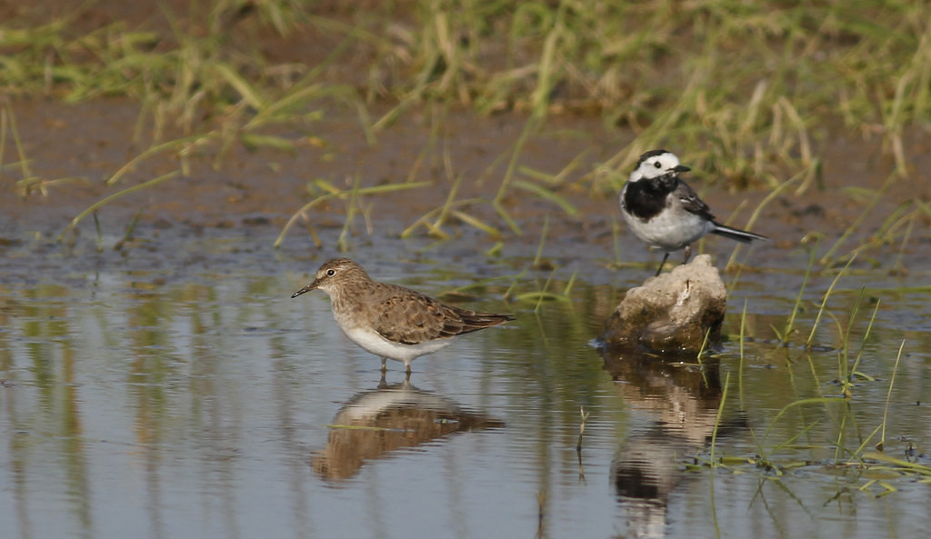 While a Temminck’s Stint shares a pool with a White Wagtail